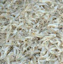 Mini Monsters - Frozen Feeder Ghost Shrimp