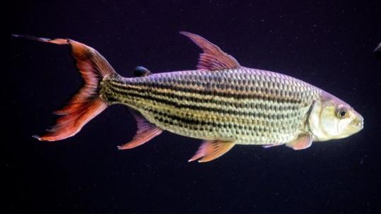 Vittatus African Tiger Fish (Hydrocynus vittatus)