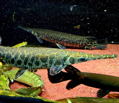 Trinity Spotted Gar (Lepisosteus oculatus)