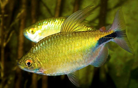 African Aleste Longfin Tetra (Brycinus longipinnis)