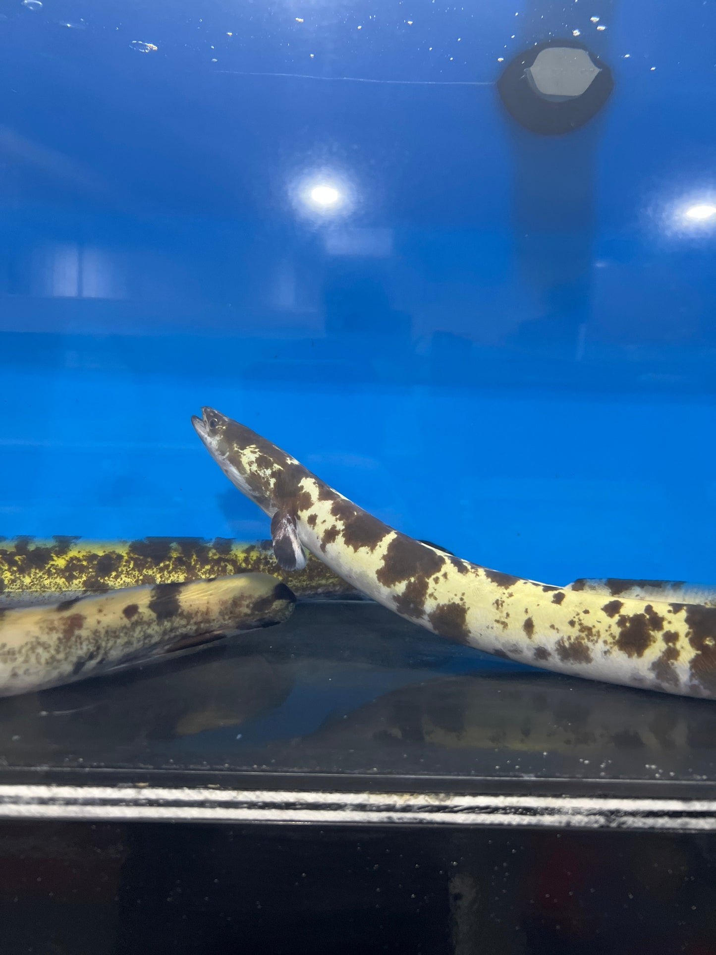 Marbled Luecistic Japanese Eel (Anguilla japonica)