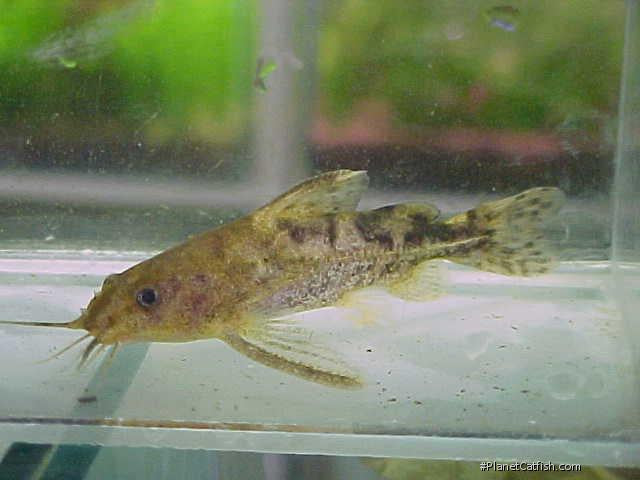Marbled Spiny Catfish (Franciscodoras marmoratus)