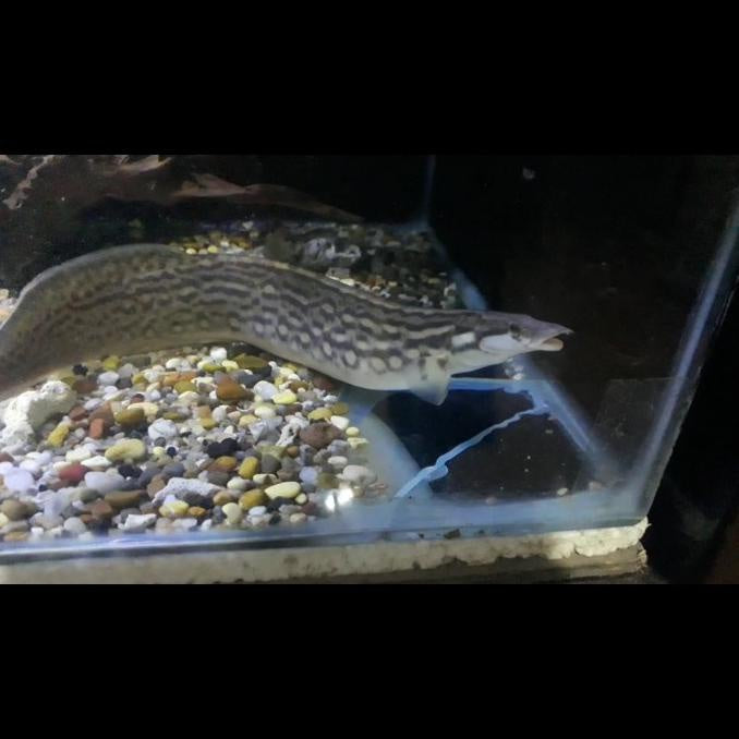 Unicolor Eel (Mastacembelus unicolor)