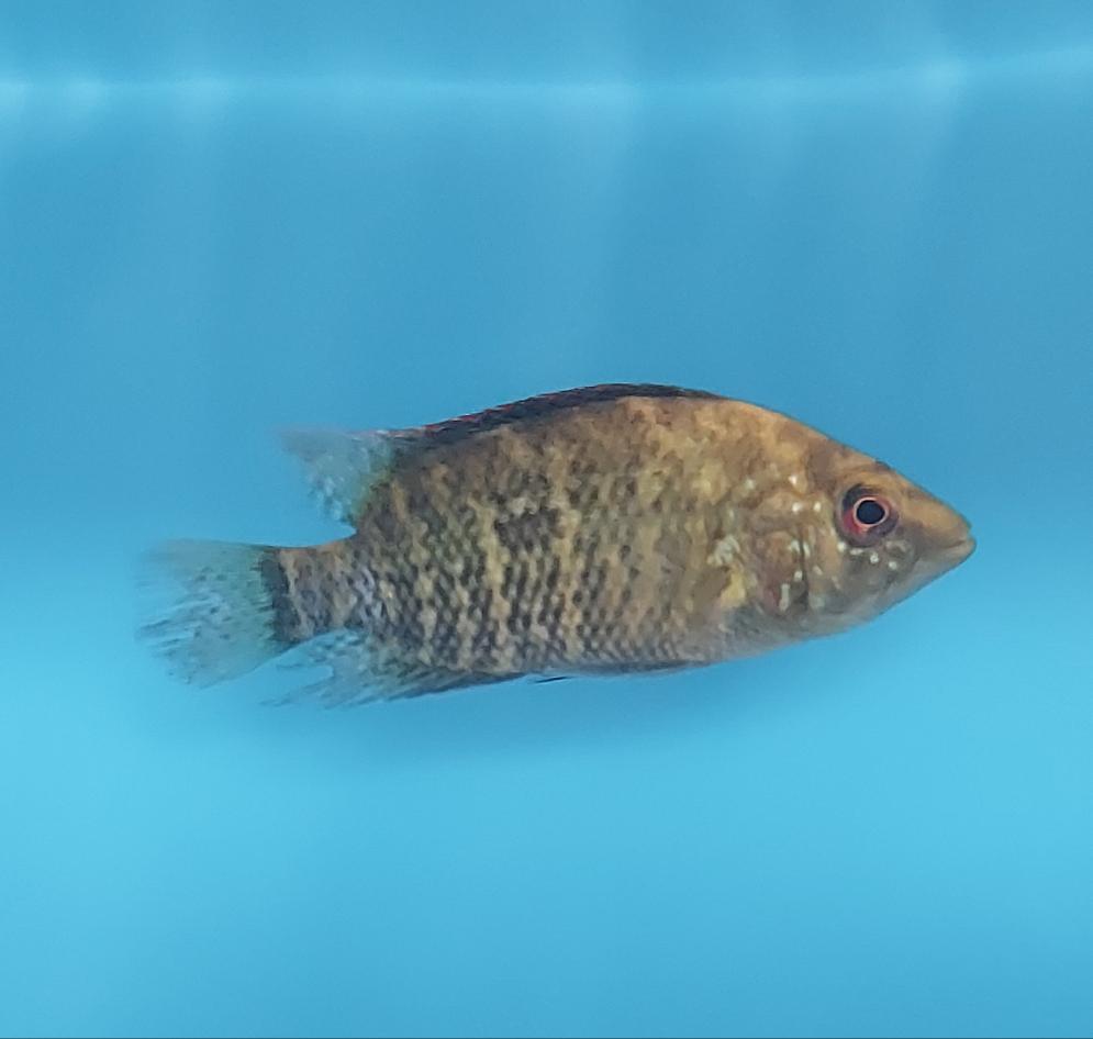 Umbee Cichlid (Kronoheros umbriferus)