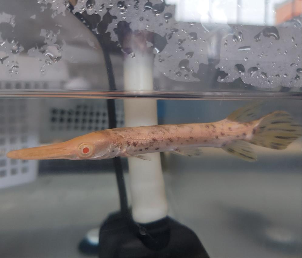 Albino Golden Marble Alligator Gar (Atractosteus spatula)