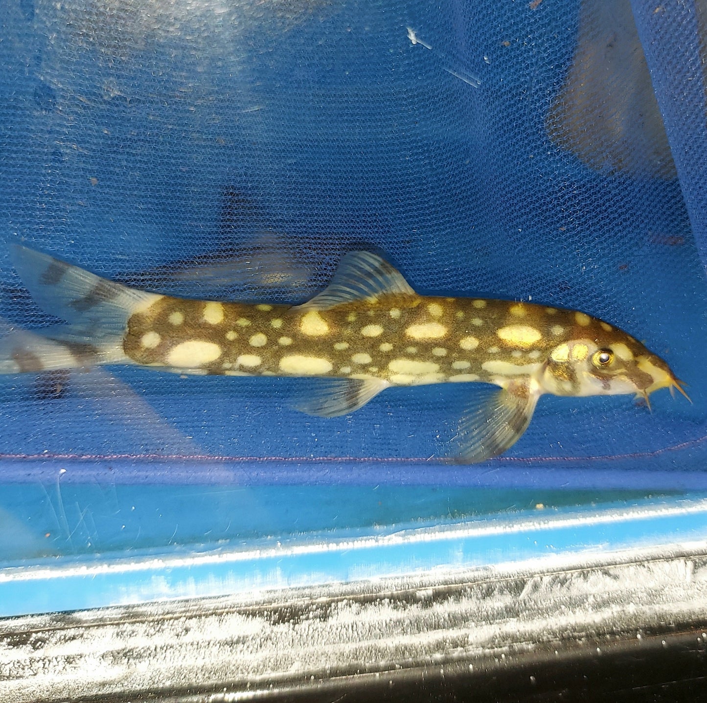 Polka Dot Loach (Botia kubotai)