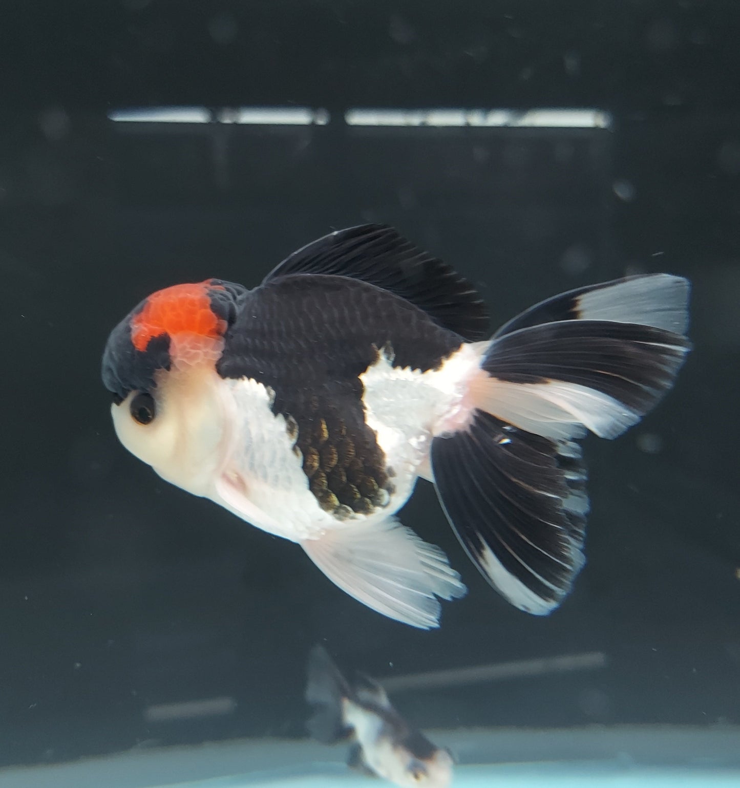 Tri Color Oranda Goldfish (Carassius auratus)