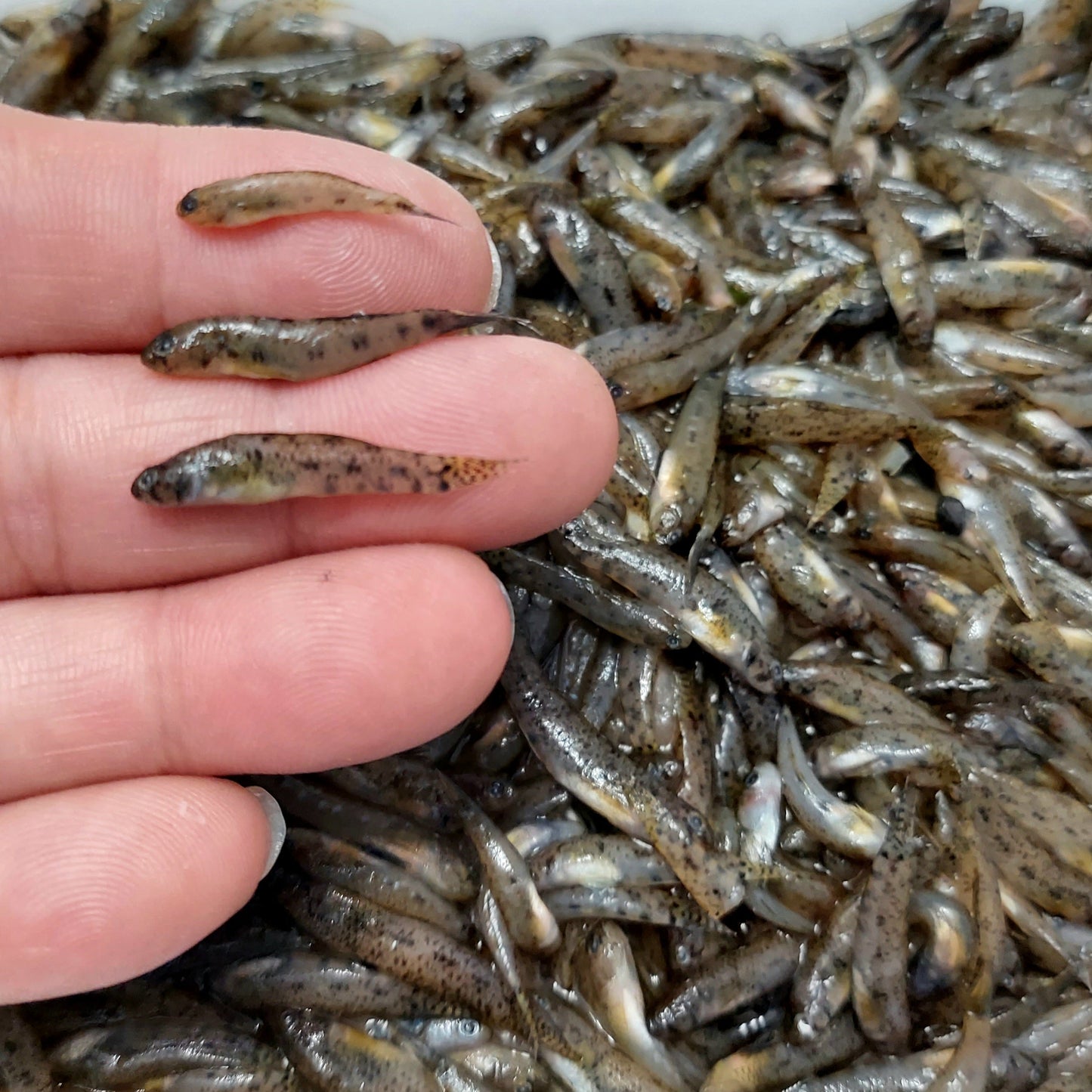 Mini Monsters - Frozen Feeder Goby