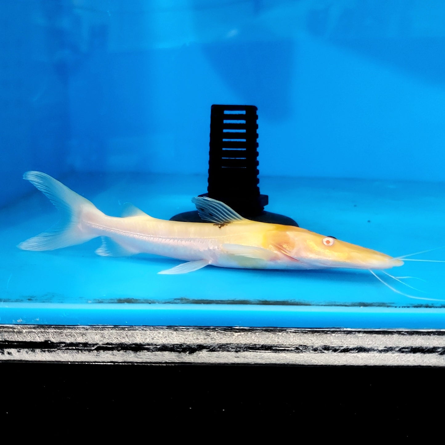 Albino Tiger Shovelnose Catfish (Pseudoplatystoma fasciatum)