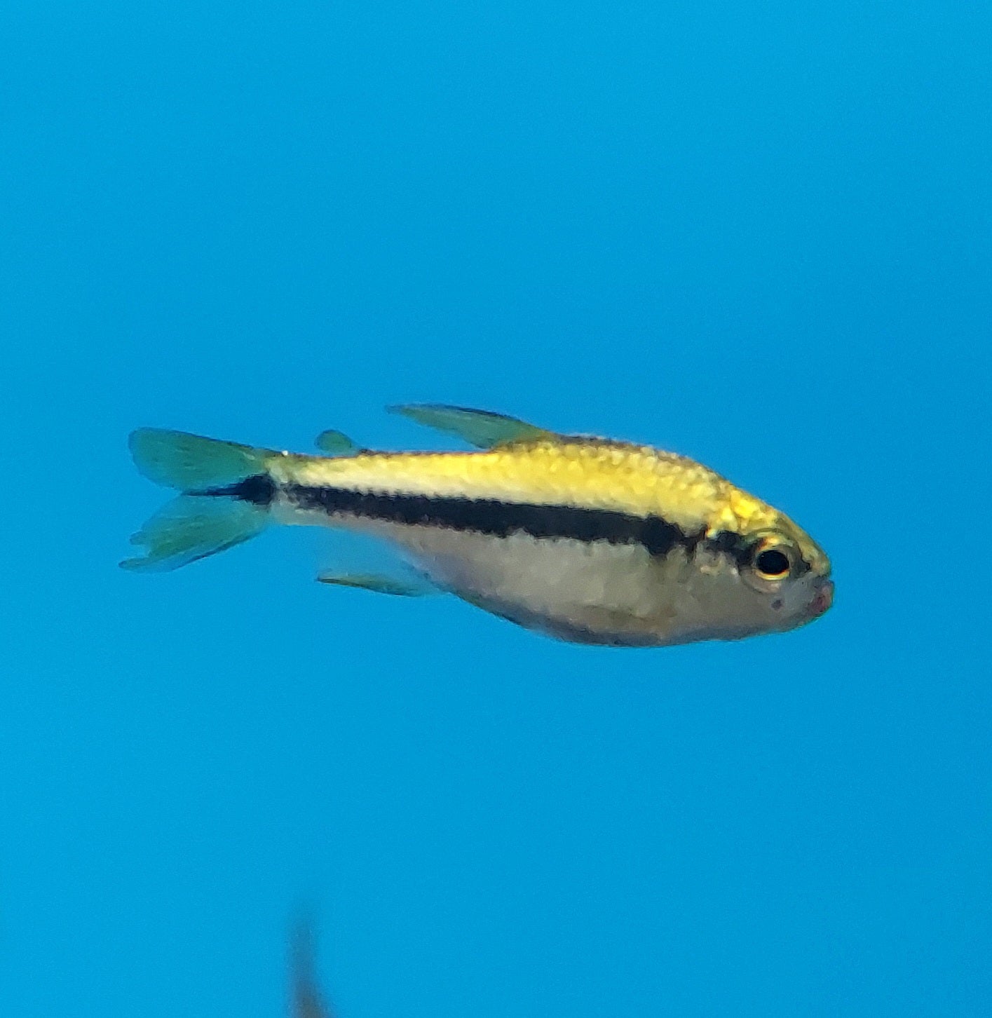 Yellow Lapis Tetra (Hyphessobrycon cyanotaenia)