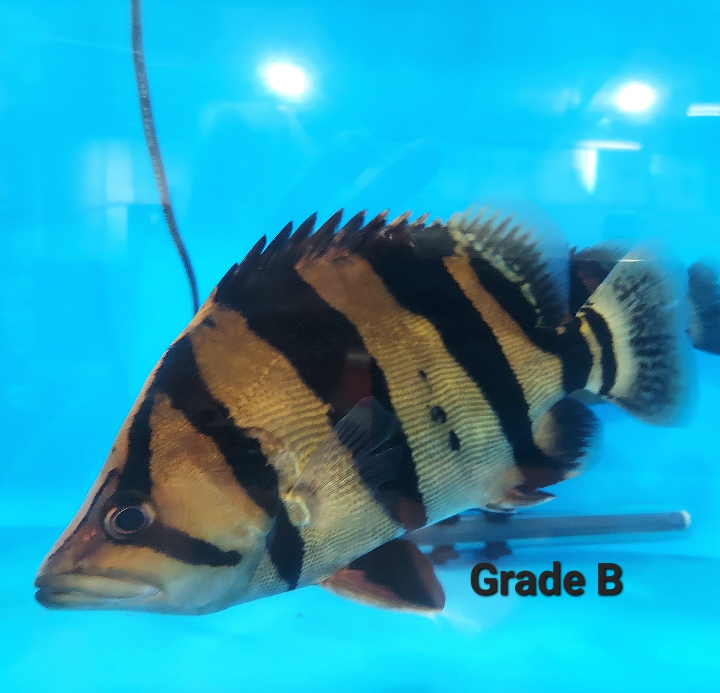 Siamese Tiger Fish (Datnioides pulcher)