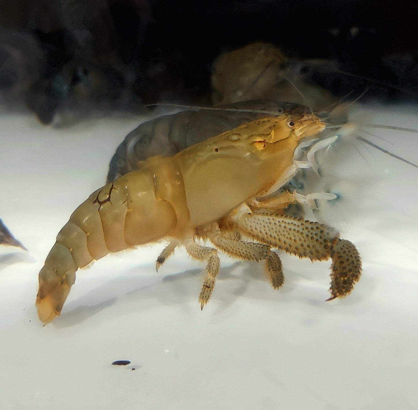 Vampire Shrimp (Atya gabonensis)