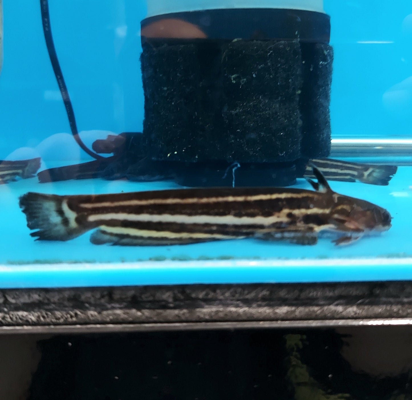 Striped Woodcat (Trachelyopterichtys taeniatus)