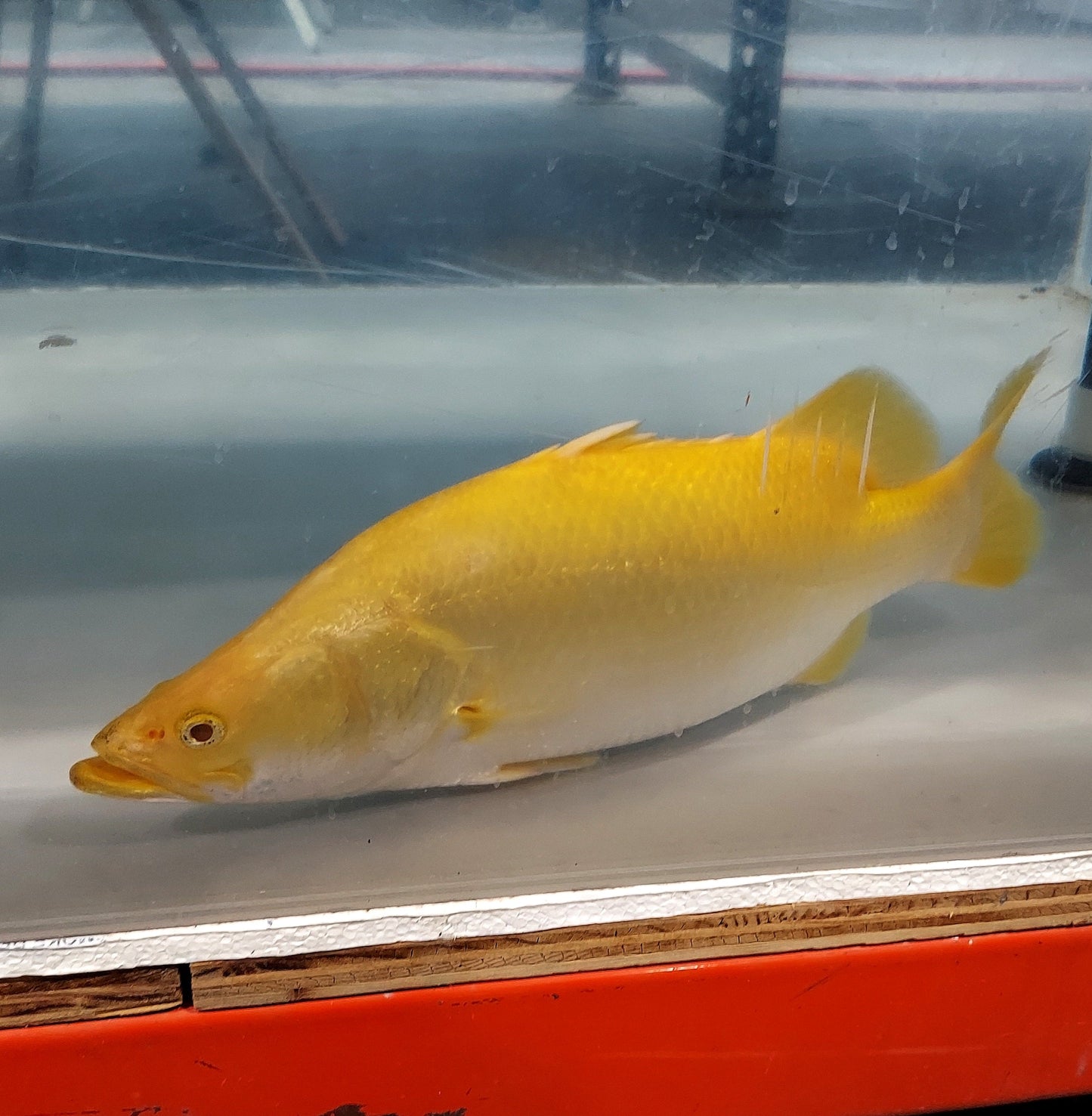 Albino Yellow Barramundi (Lates calcarifer)