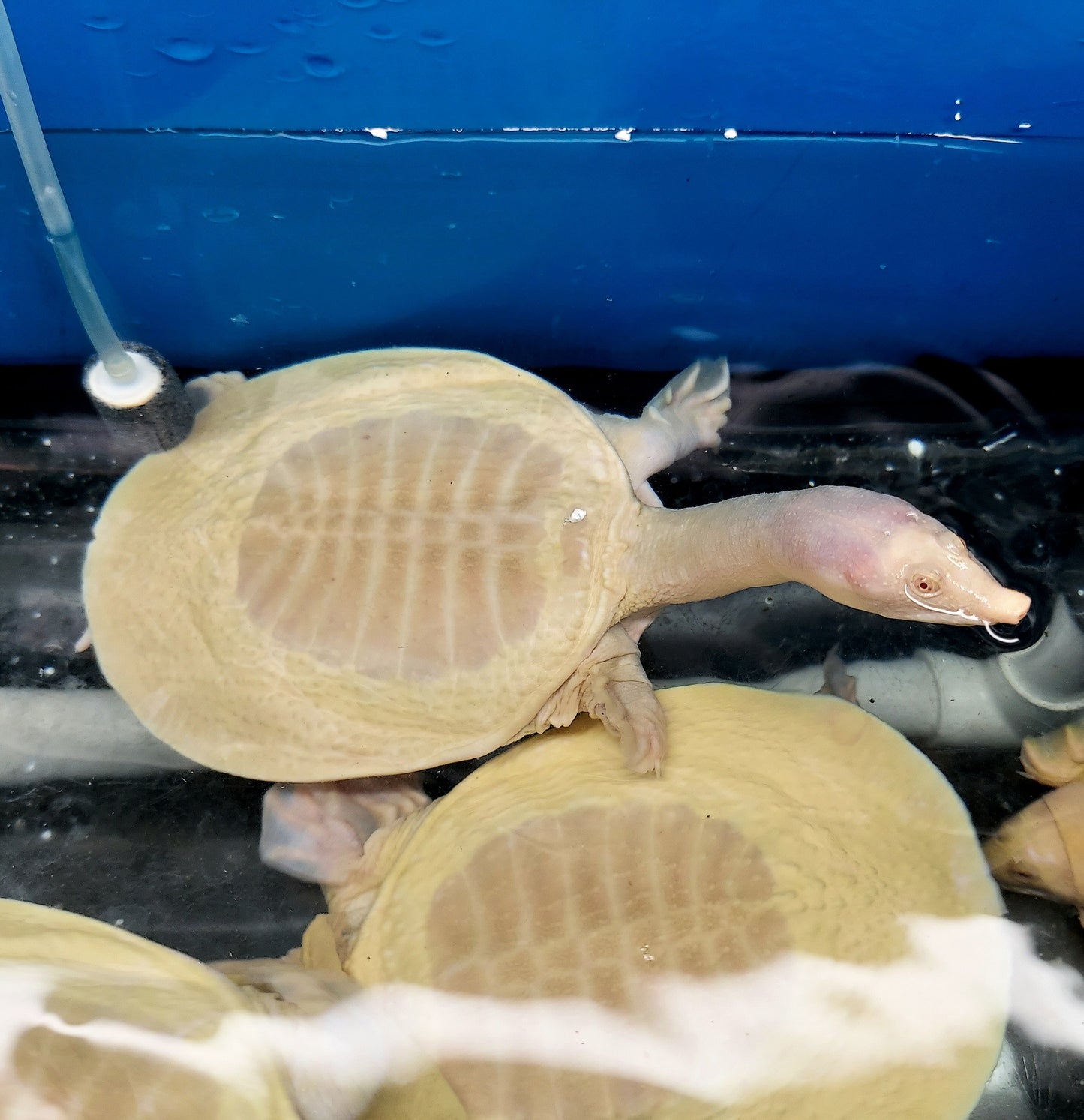 Albino Chinese Softshell Turtle (Pelodiscus sinensis)