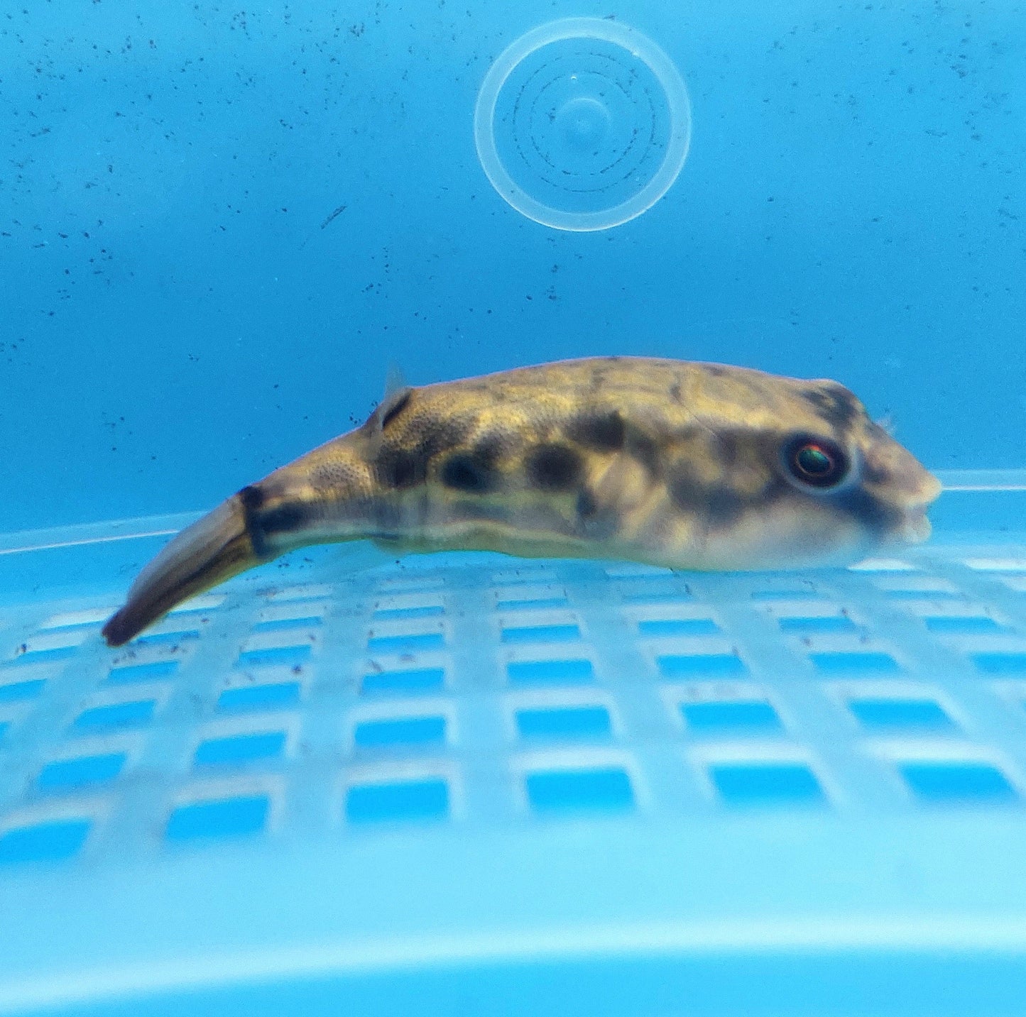 Mbu Fahaka Hybrid Puffer Fish (Tetraodon mbu sp)