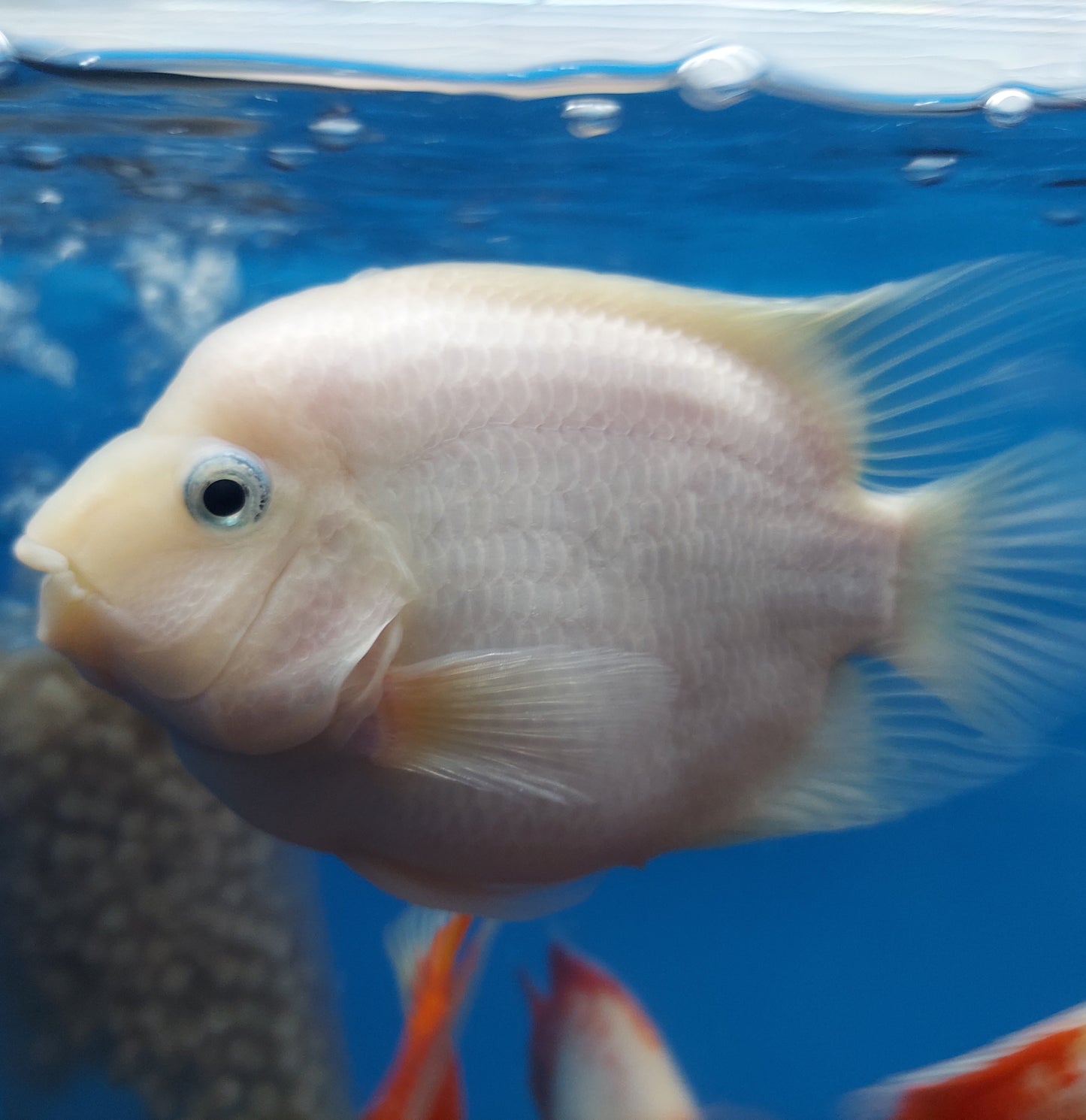 White Parrot Cichlid (Cichlasoma sp)