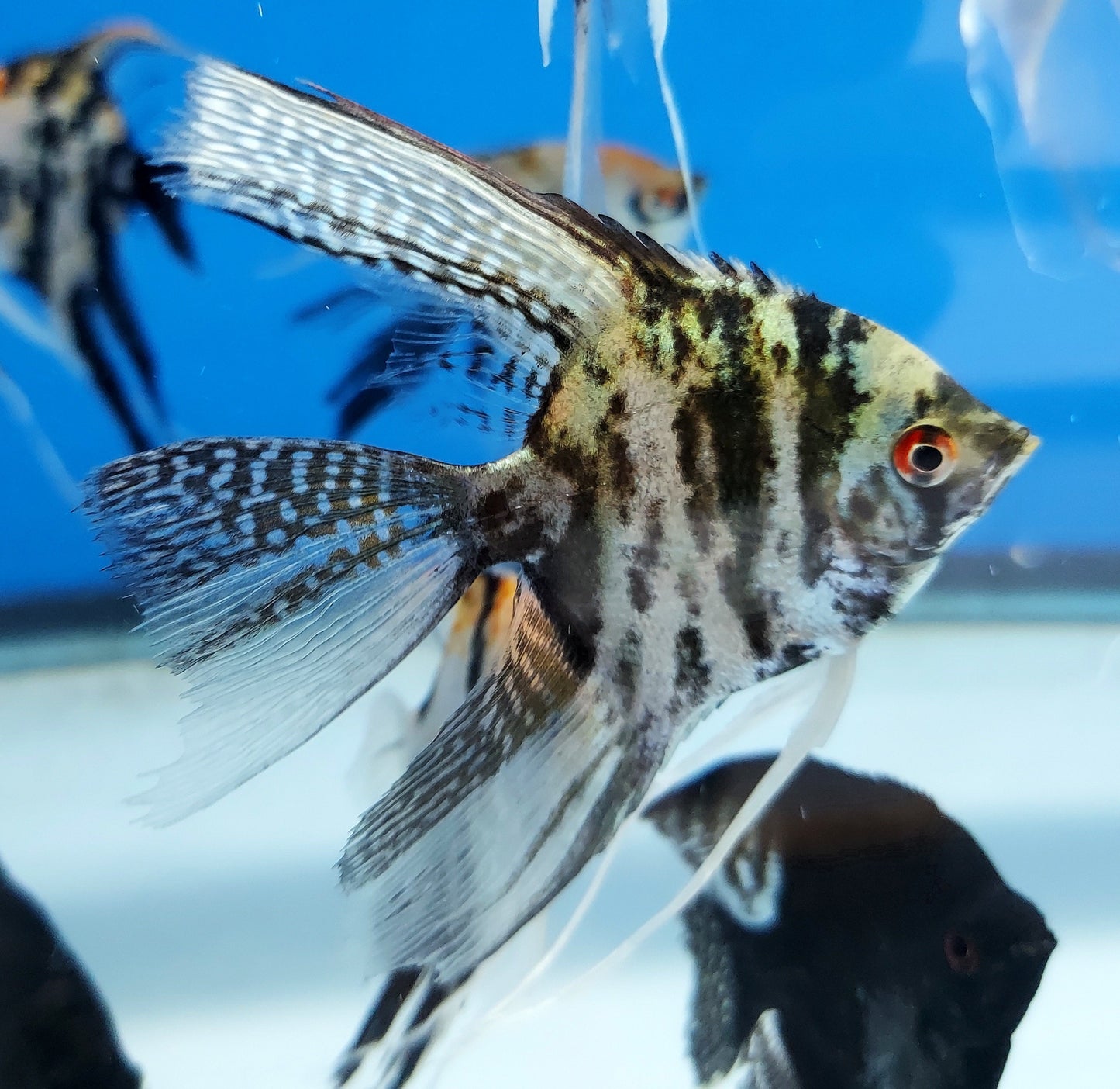 Marble Blue Angelfish (Pterophyllum scalare sp)