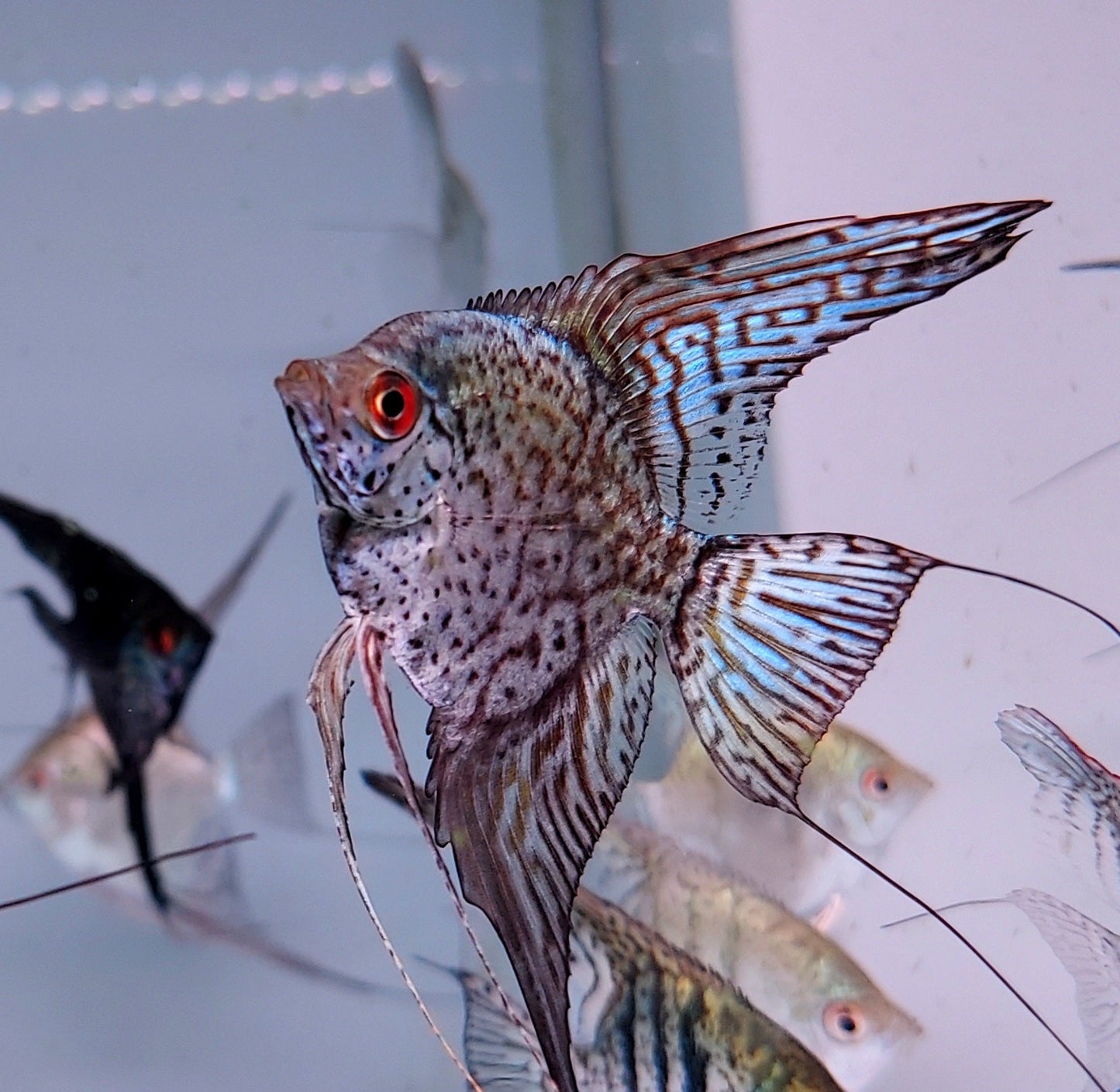 Blue Leopard Snakeskin Angelfish (Pterophyllum scalare sp)