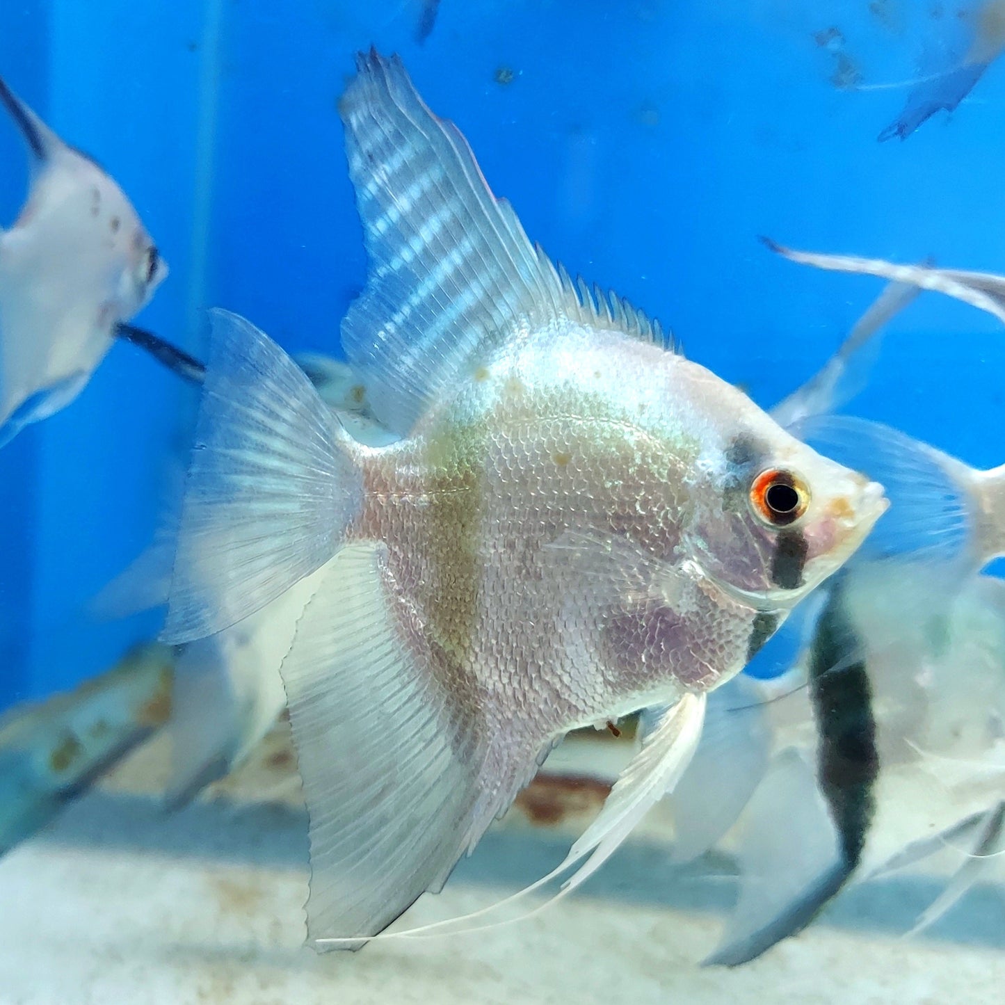 Blue Ghost Angelfish (Pterophyllum scalare sp)