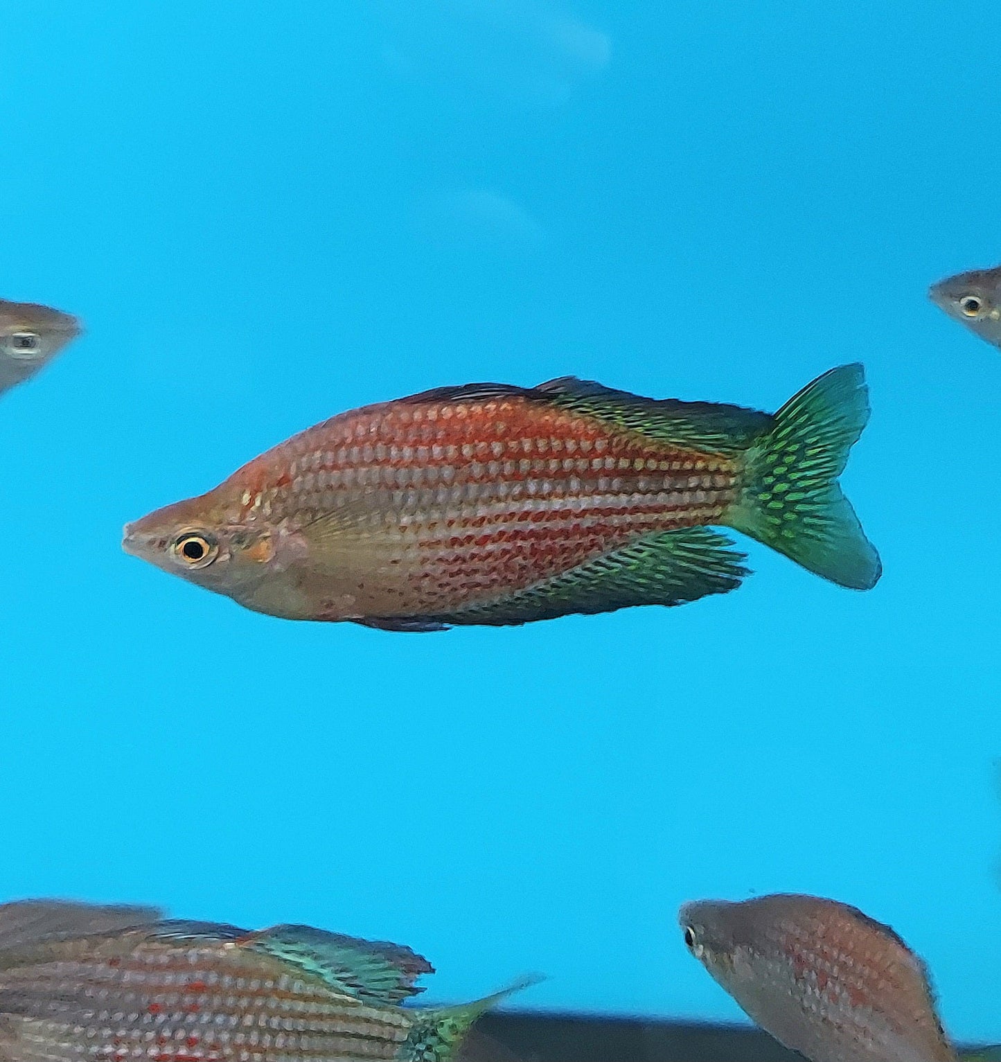 Red Irian Rainbow
(Glossolepis incisis)