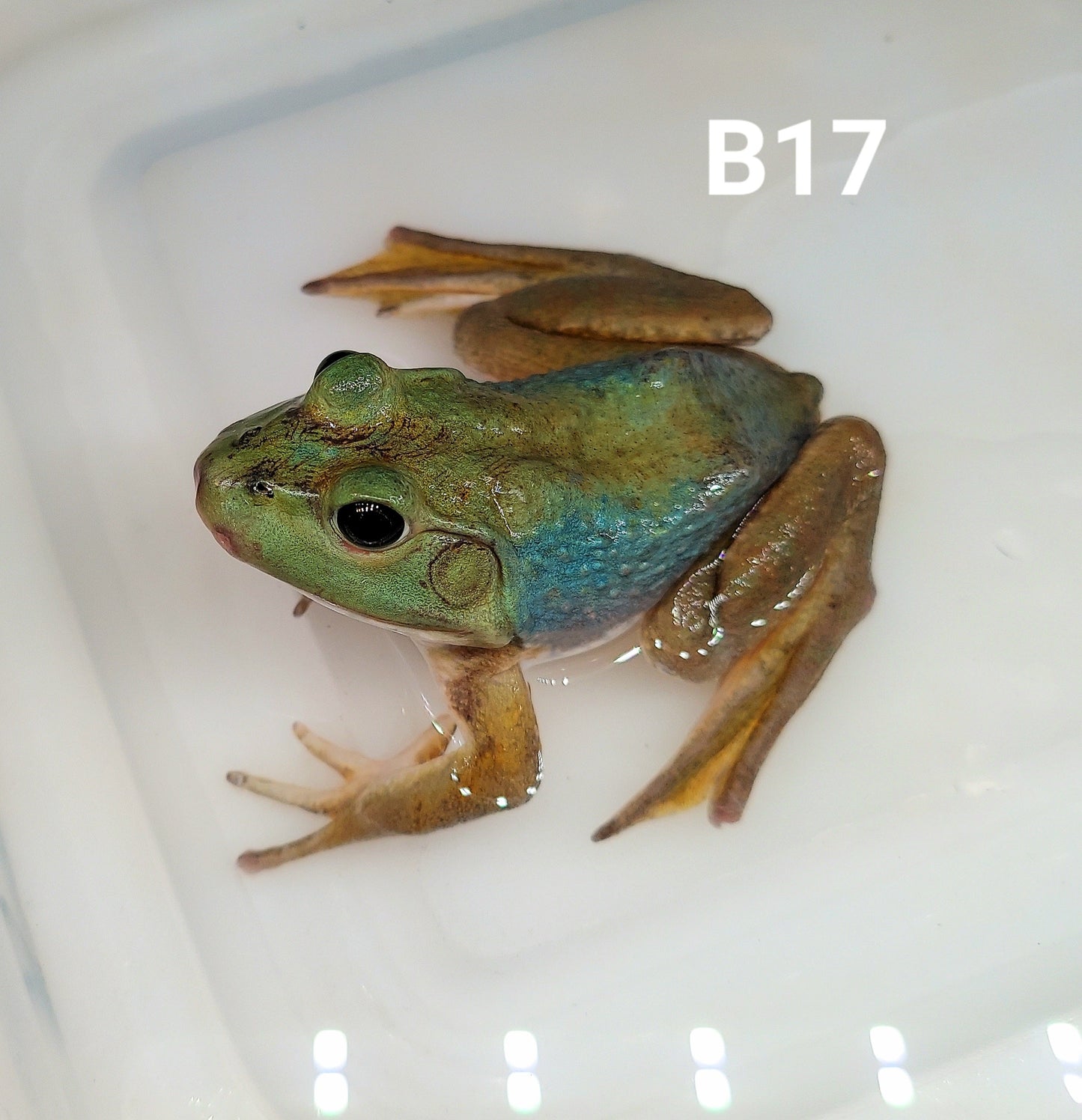 Blue American Bullfrog (Lithobates catesbeiana)