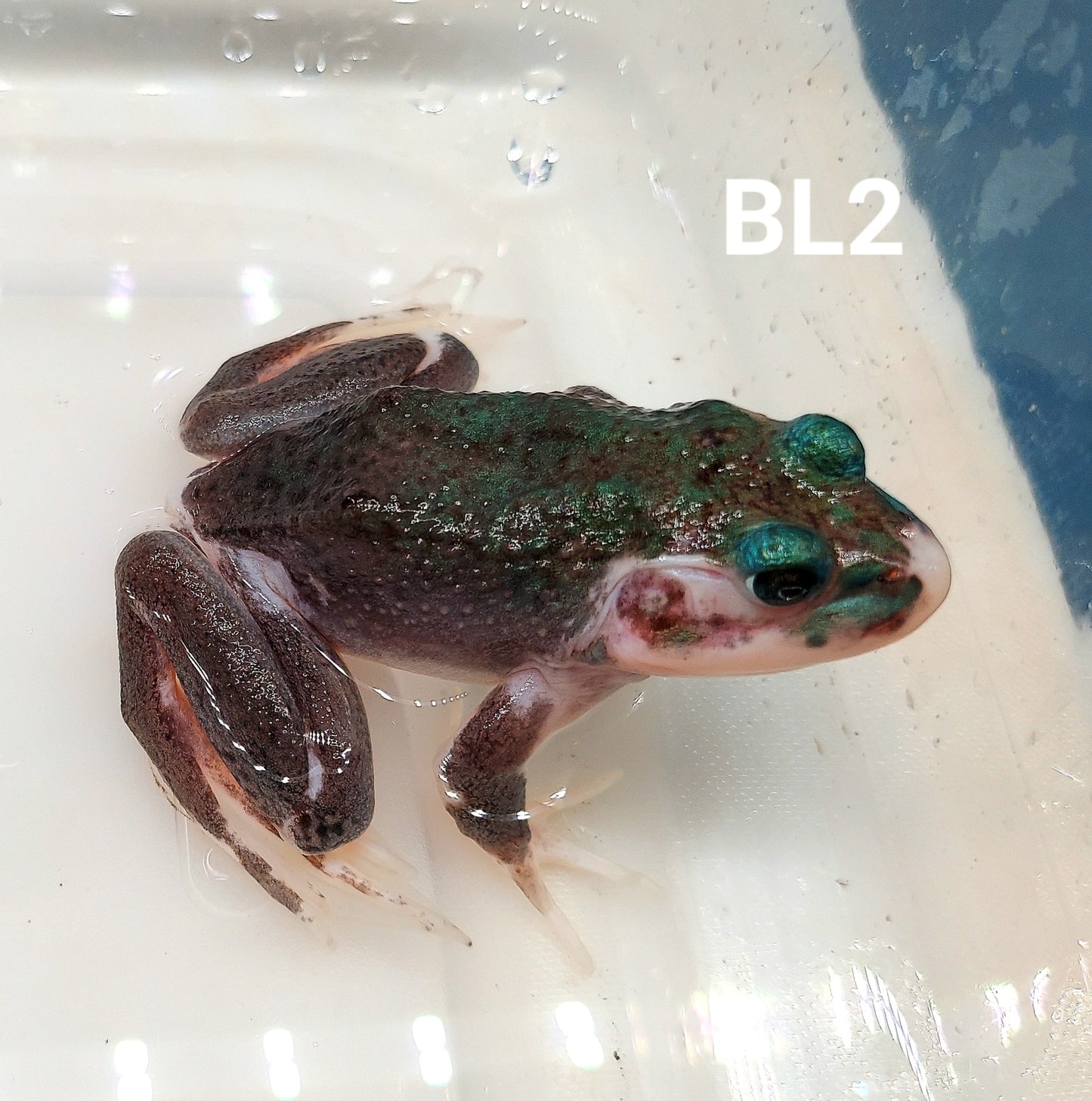 Leucistic American Bullfrog (Lithobates catesbeiana)