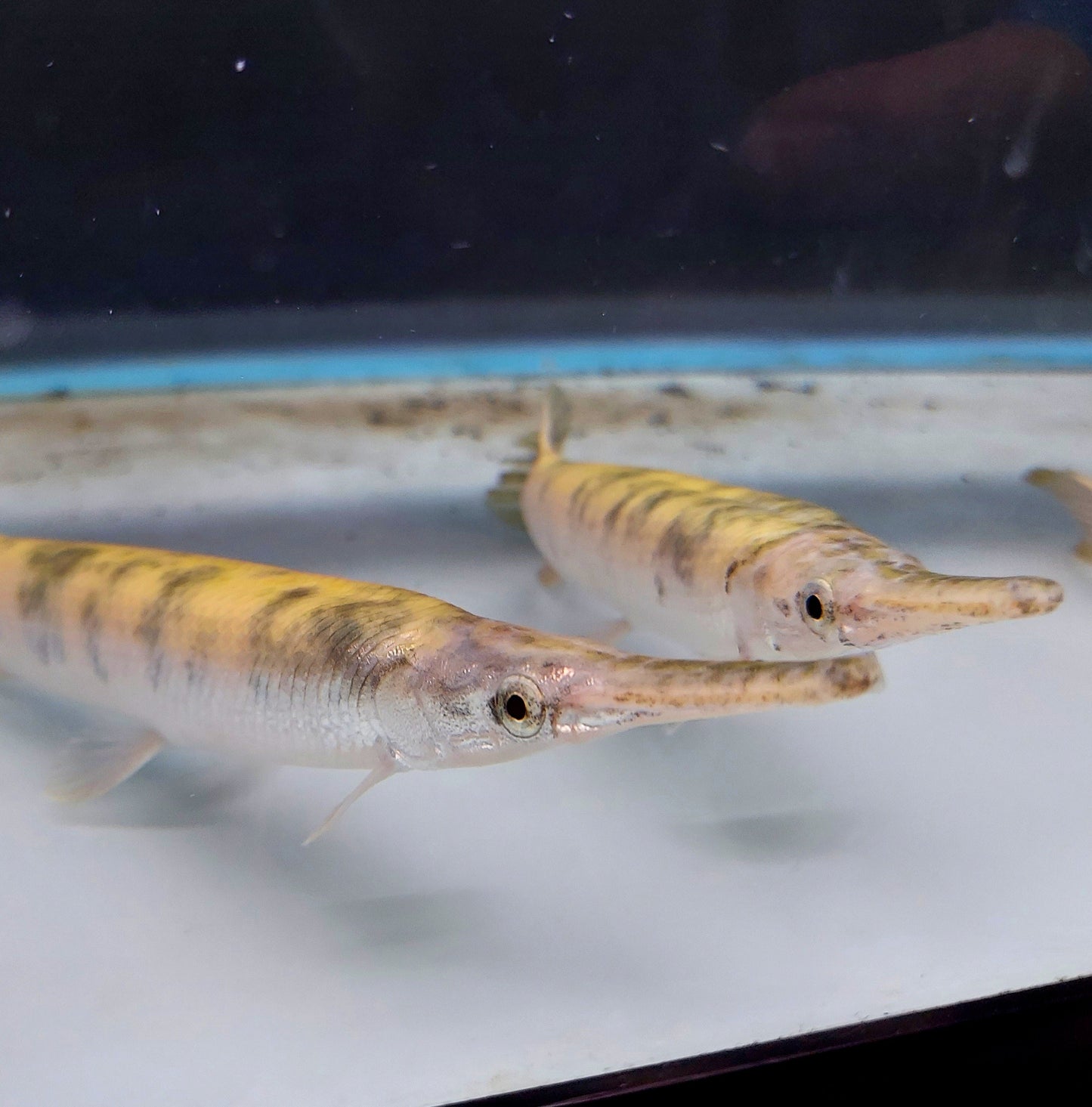 Golden Marble Florida Gar (Lepisosteus platyrhincus)