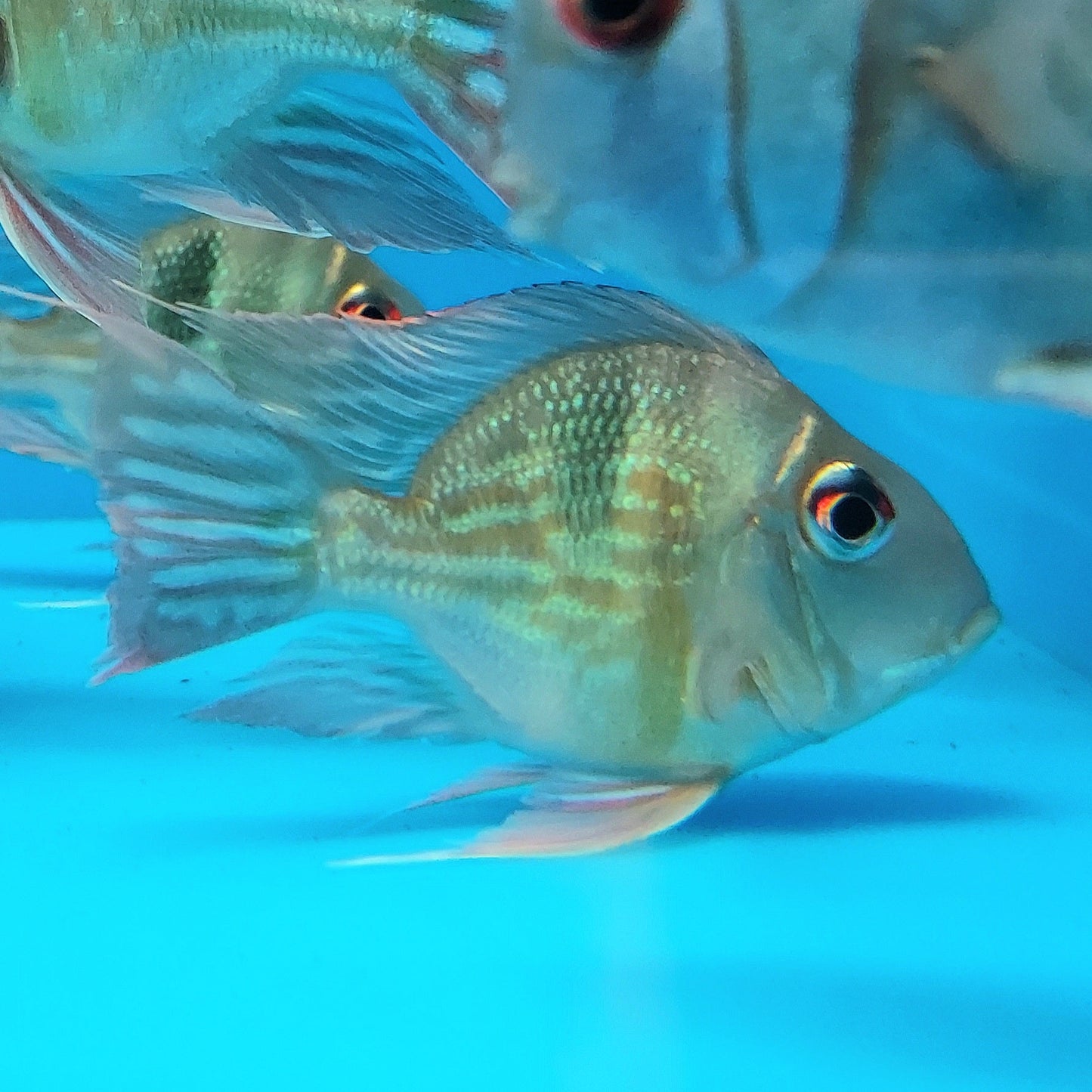 Short Body Sveni Eartheater Cichlid Parana (Geophagus sveni)