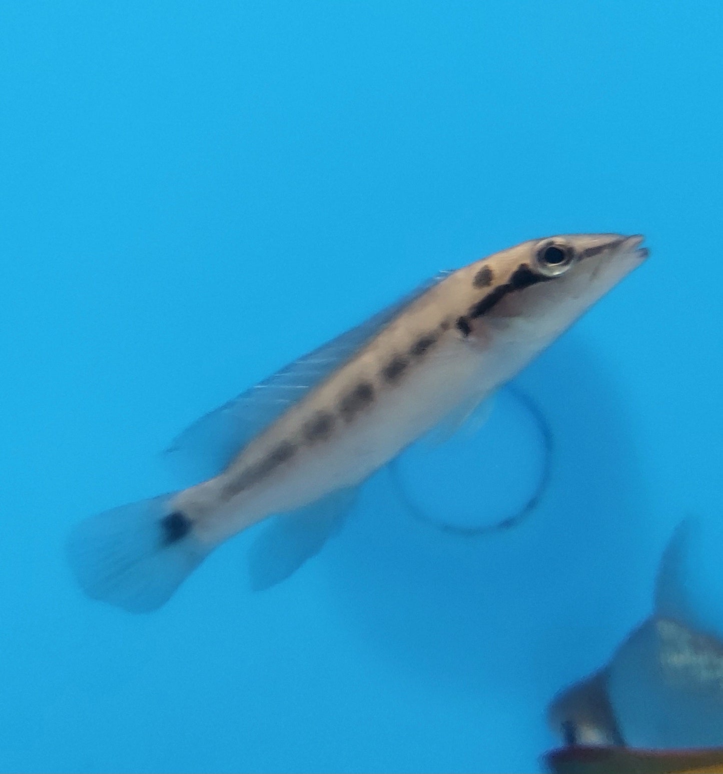 Big Lip Pike Cichlid (Crenincichla tendybaguassu)