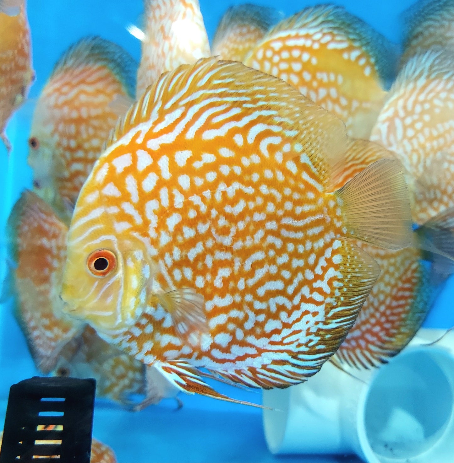 Golden / Yellow Checkerboard Pigeon Discus (Symphysodon aequifasciatus)