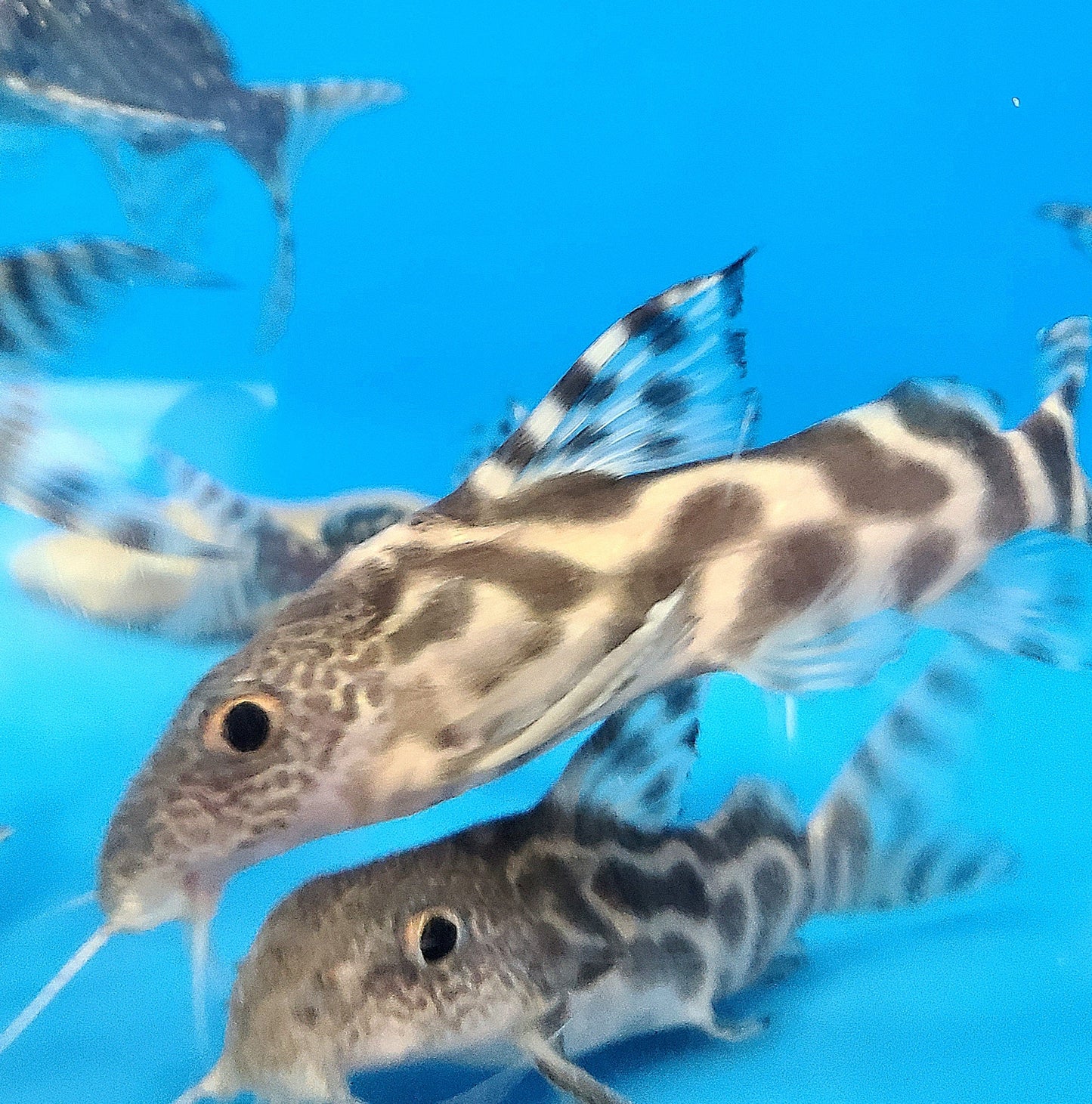 Decorus Angelicus Hybrid Synodontis Catfish (Synodontis decorus)