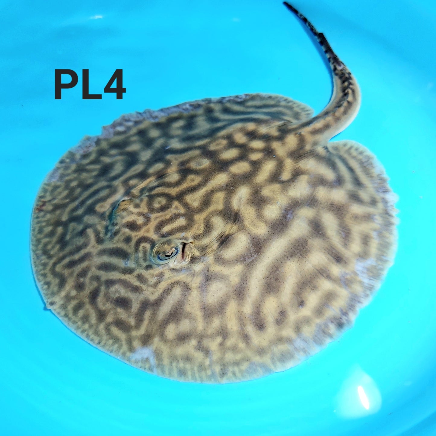 Line Pearl Leucistic Key Freshwater Stingray (Potamotrygon jabuti)