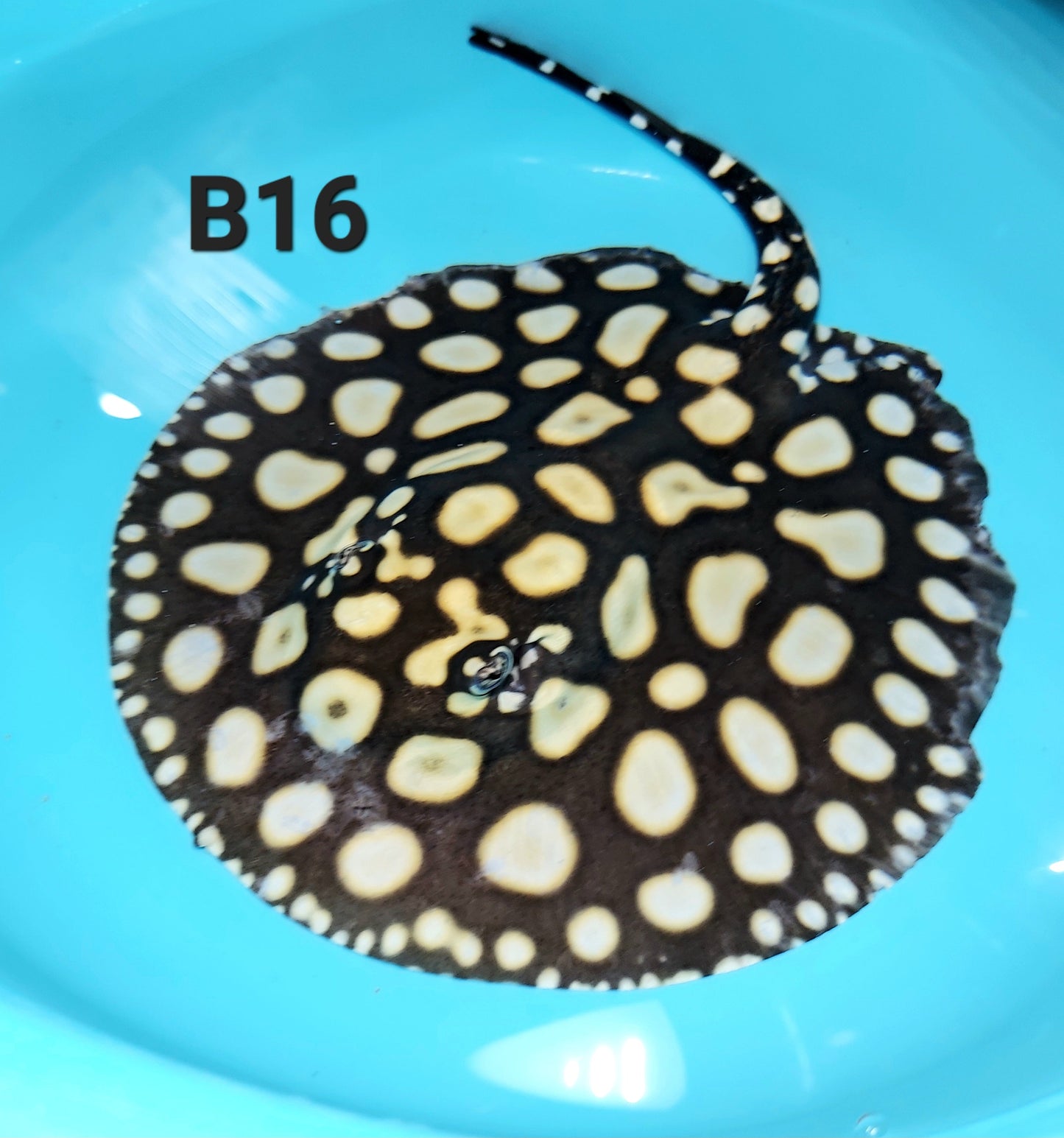 Eclipse Black Diamond Stingray (Potamotrygon leopoldi)