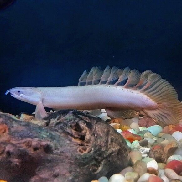 Longfin Senegal Bichir (Polypterus senegalus)