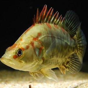 Chinese Perch (Siniperca chuatsi)