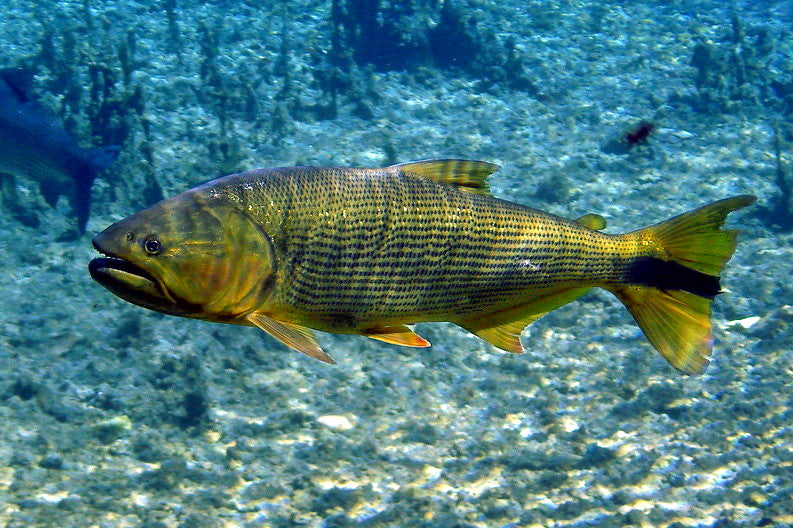 Golden Dorado (Dorado brasiliense)