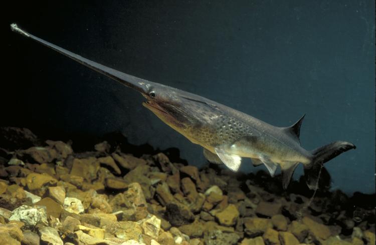 Paddlefish (Polyodon spathula)