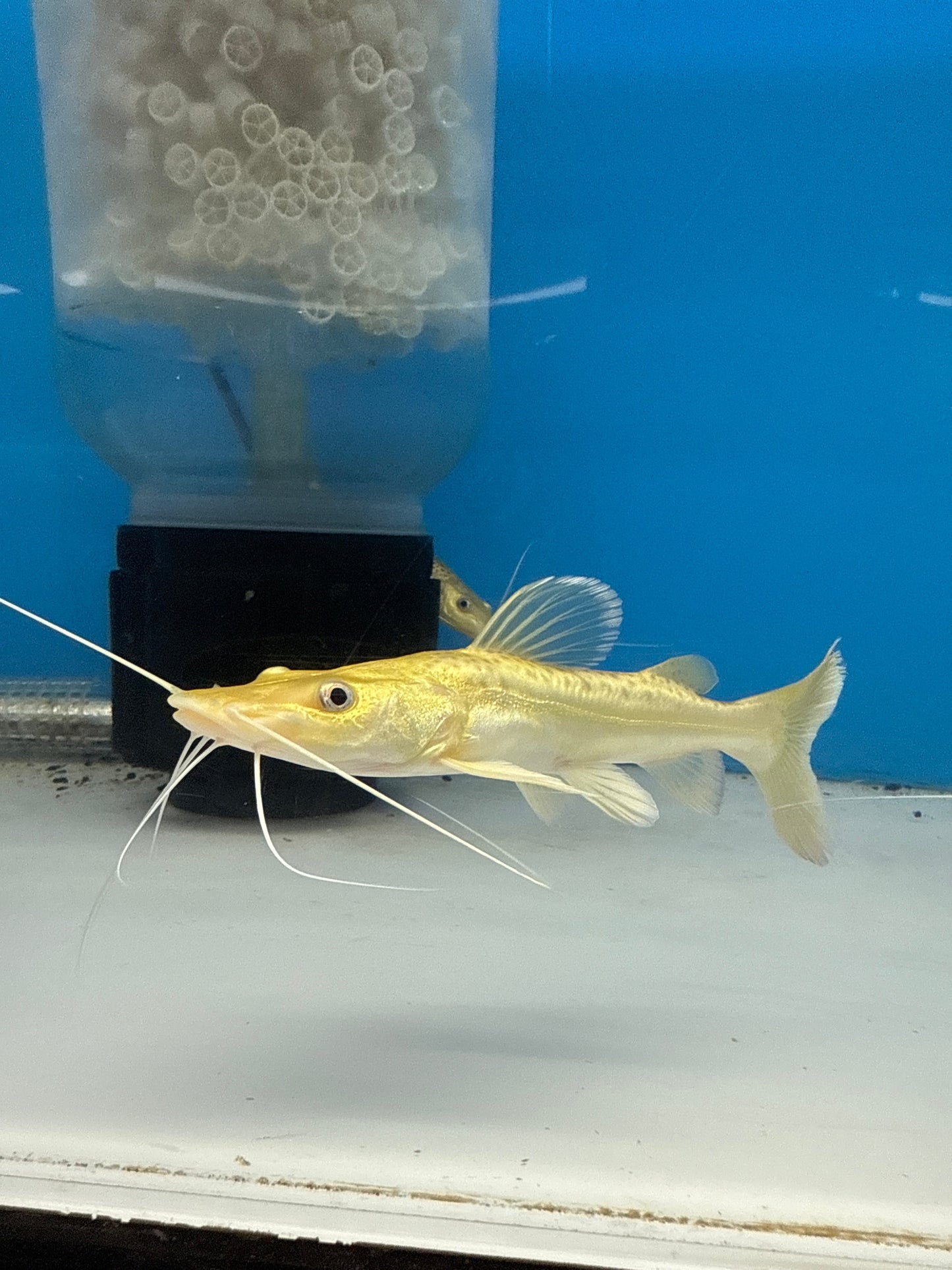 Golden Tiger Shovelnose Redtail Catfish Hybrid