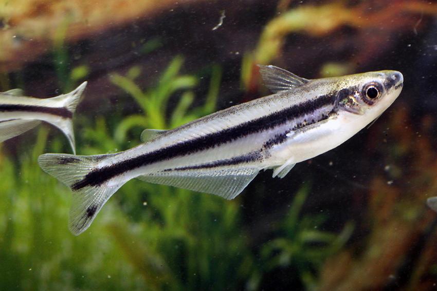 African Glass Catfish (Pareutropius debauwi)