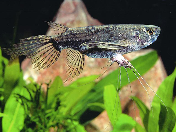 African Butterfly Fish (Pantodon buchholzi)