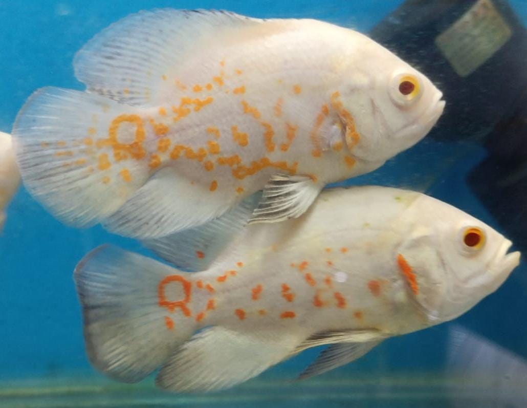 Albino Tiger Oscar Cichlid (Astronotus ocellatus)