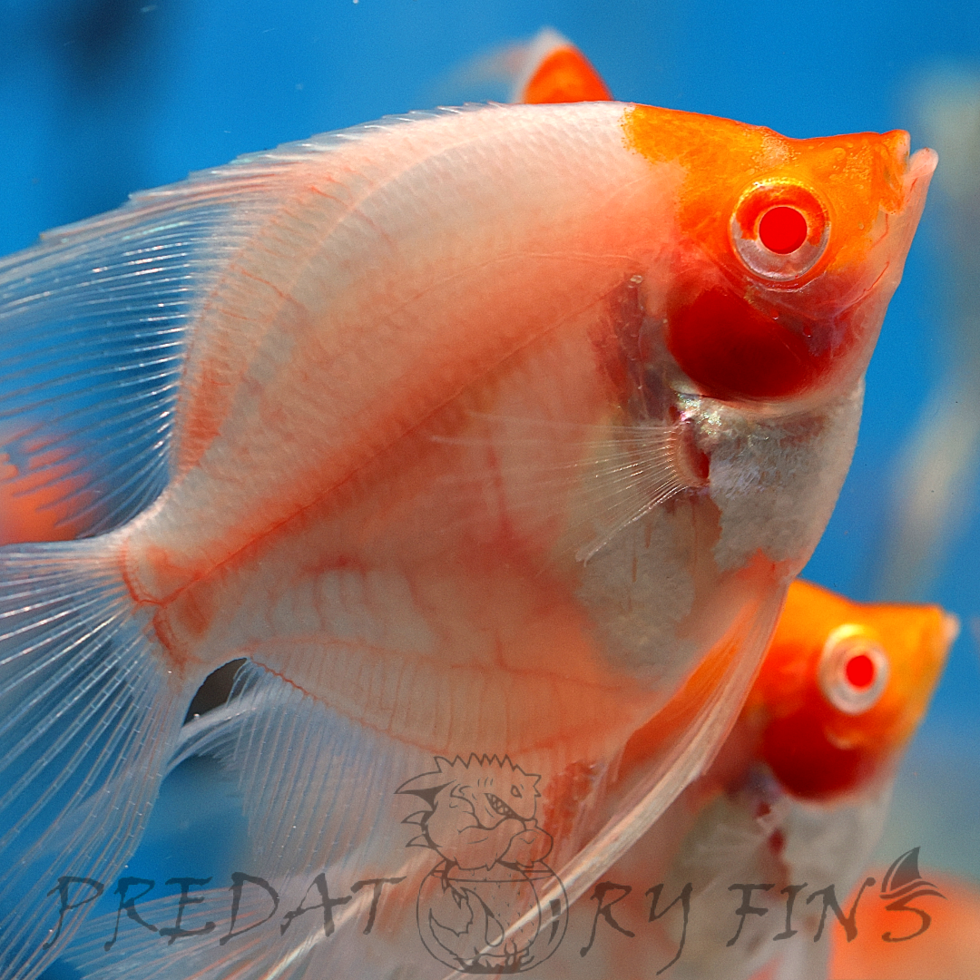 Albino Red Cap Angelfish (Pterophyllum scalare)