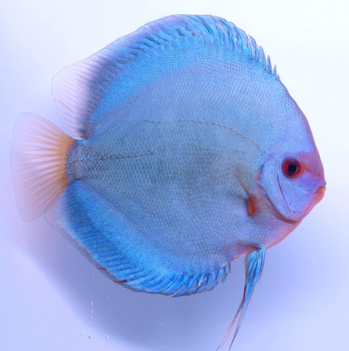 Blue Diamond Discus (Symphysodon aequifaciatus)