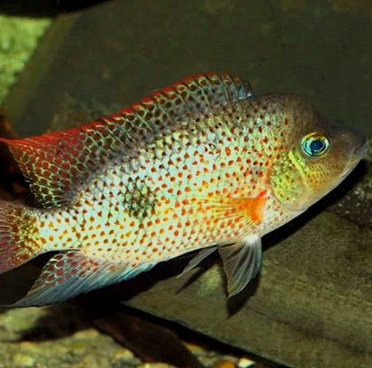 Red Spotted Calobrensis Cichlid (Darienheros calobrensis)