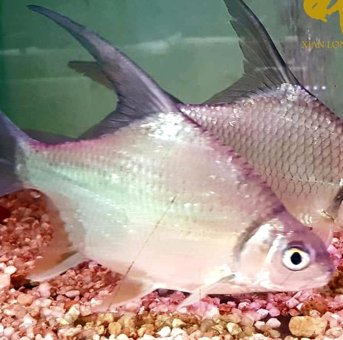 Sicklefin Barb (Puntioplites falcifer)