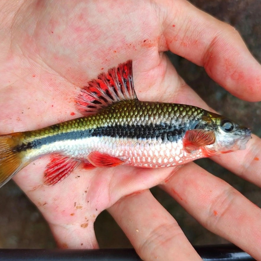 Red Fin Torpedo Barb (Acrossocheilus fasciatus)