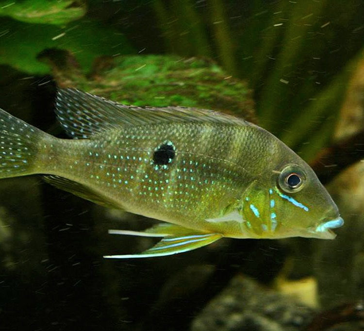 Xingu Blue Lip Eartheater Cichlid (Geophagus argyrostictus)
