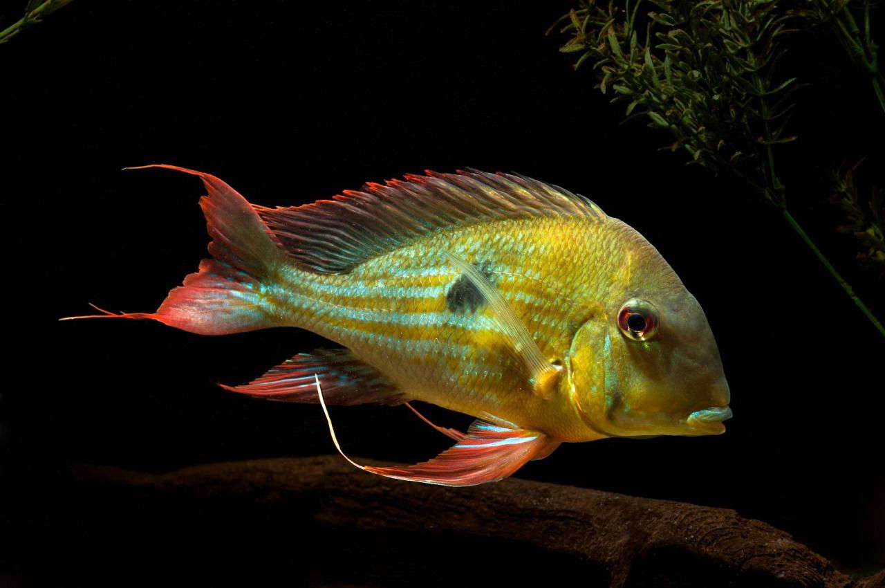 Stripetail Eartheater Cichlid (Geophagus winemilleri)