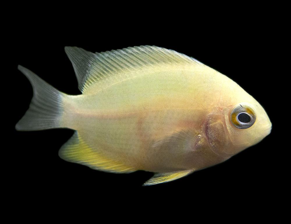 Gold Severum (Heros severus)